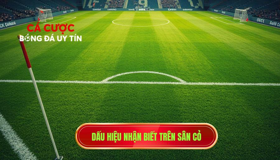 Dấu hiệu nhận biết trên sân cỏ